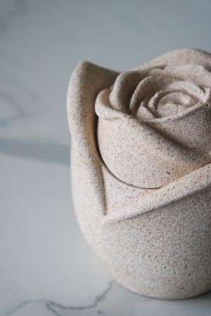 Bouton de rose